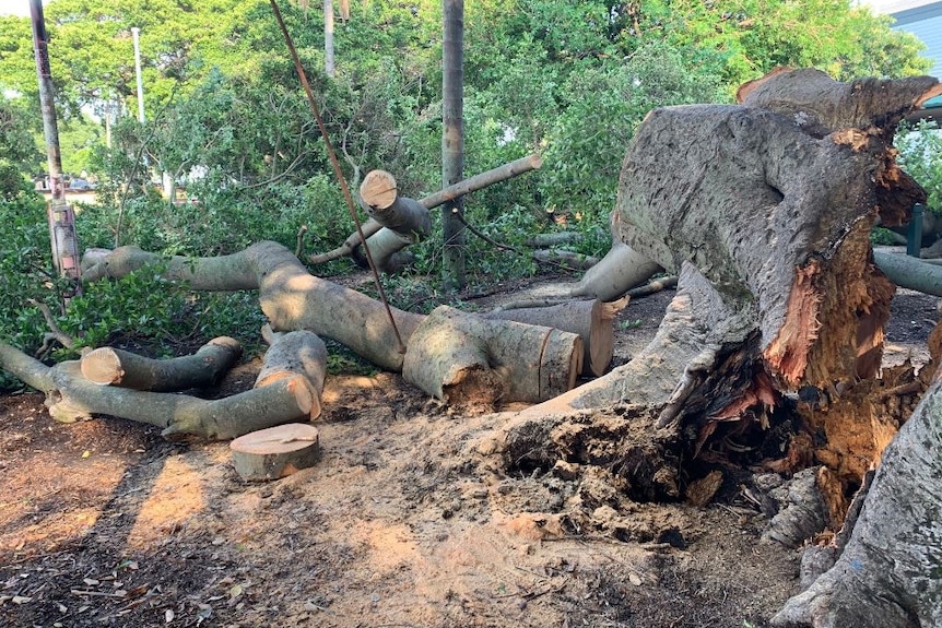 A tree trunk is broken at its roots and parts have been sawn off into smaller pieces