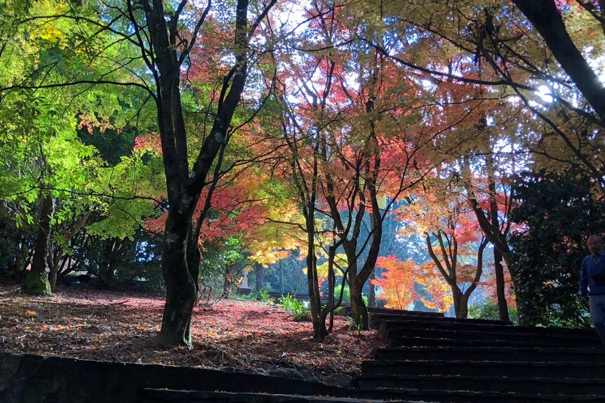 Silhouetted trees with green, orange, and red foliage in a garden.