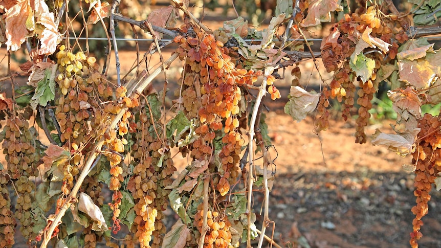 Yellow sultanas still on the vine