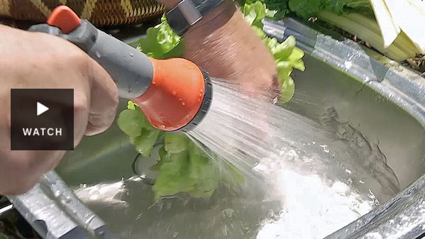 Vegetables being washed with a hose in an outdoor sink. Has Video.