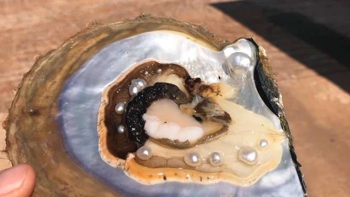 Close up of 10 pearls inside a pearl oyster shell