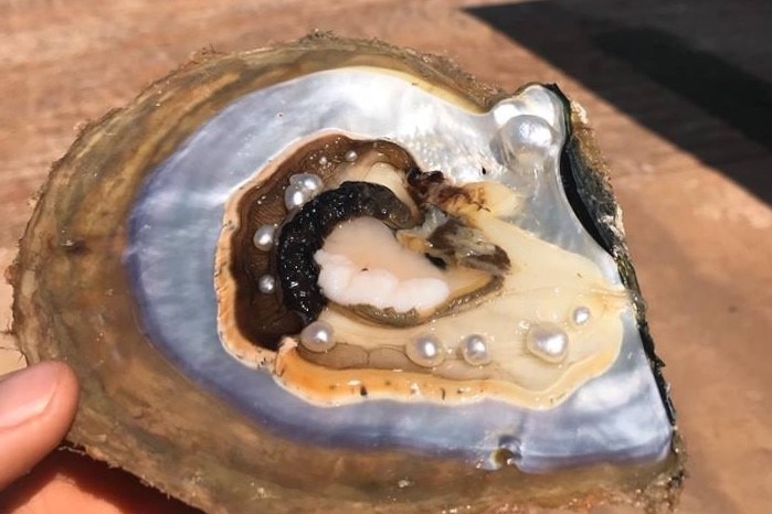 Close up of 10 pearls inside a pearl oyster shell