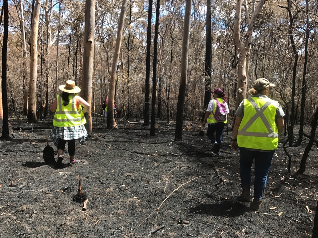 Animal rescuers survey ravaged land on Sunshine Coast after Coolum ...