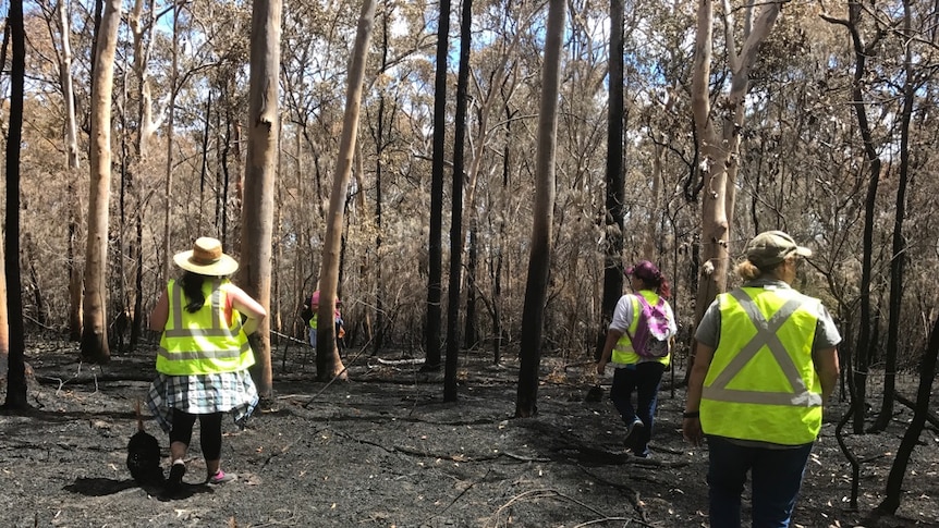 wildlife rescuers walk through burnt land after a fire