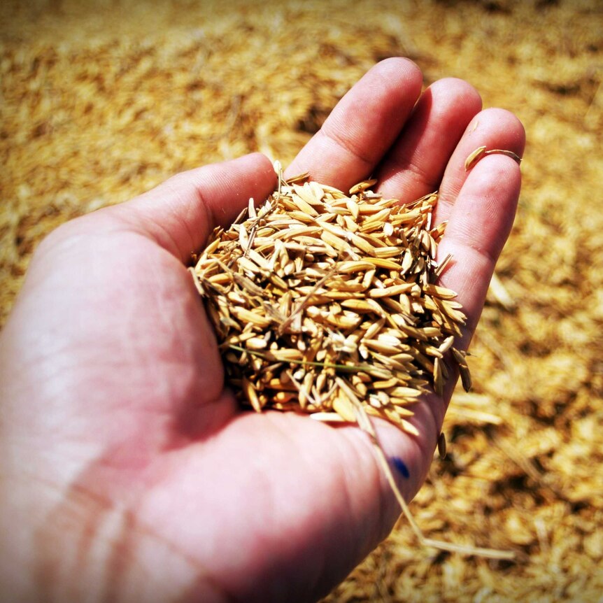 Close-up of a hand holding freshly harvested grains of brown rice
