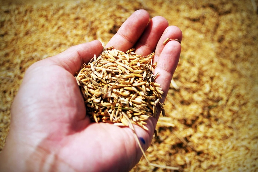 Close-up of a hand holding freshly harvested grains of brown rice
