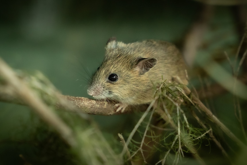 A native mouse sitting on a branch