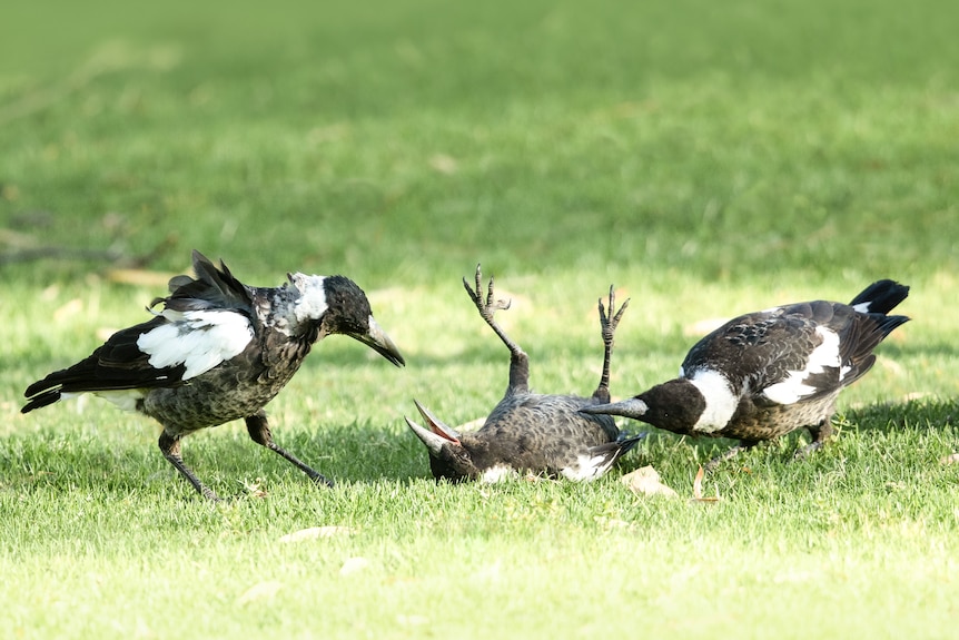 Magpie family playing