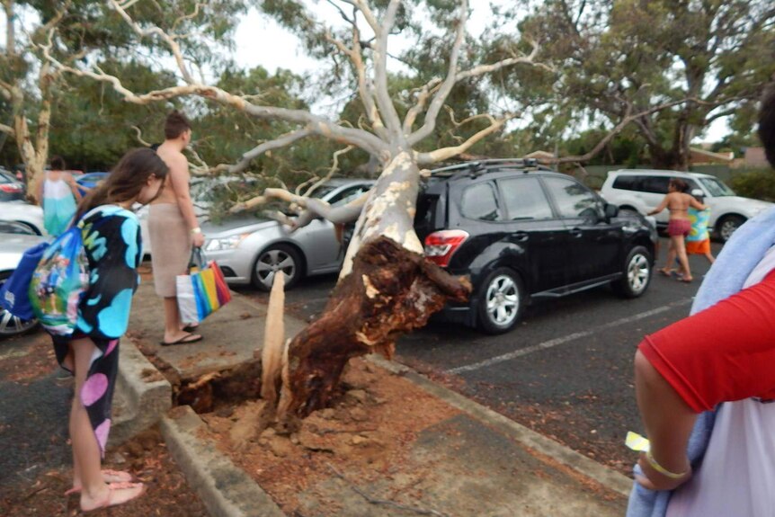 A tree crushes  an SUV.