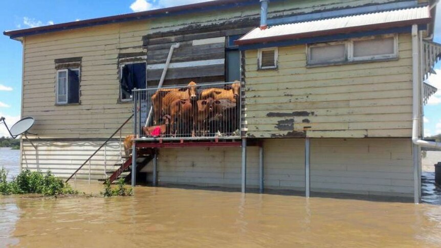 Cattle at Pine Creek