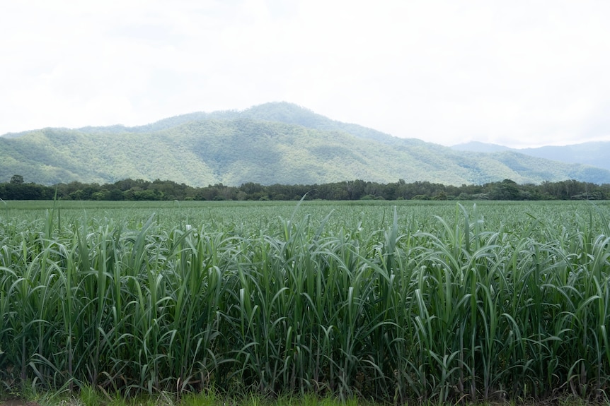 Canefields with a mountain in the background.
