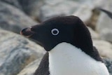 A black and white penguin sitting on an egg surrounded by granite boulders.