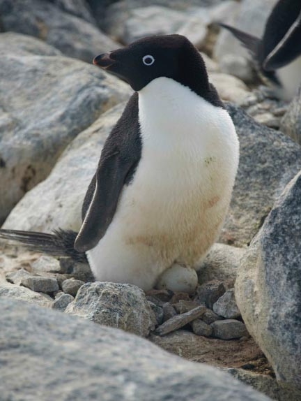 A black and white penguin sitting on an egg surrounded by granite boulders.