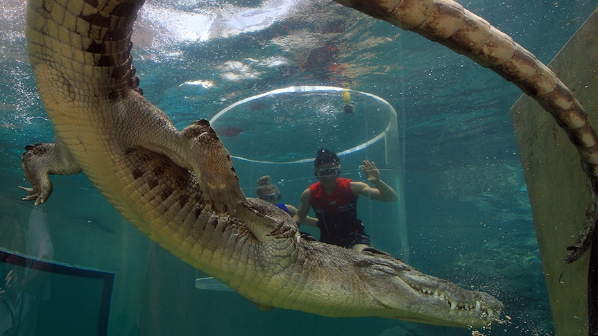 Saltwater crocodile Axel swims past footballers Katie Brennan and Melissa Hickey