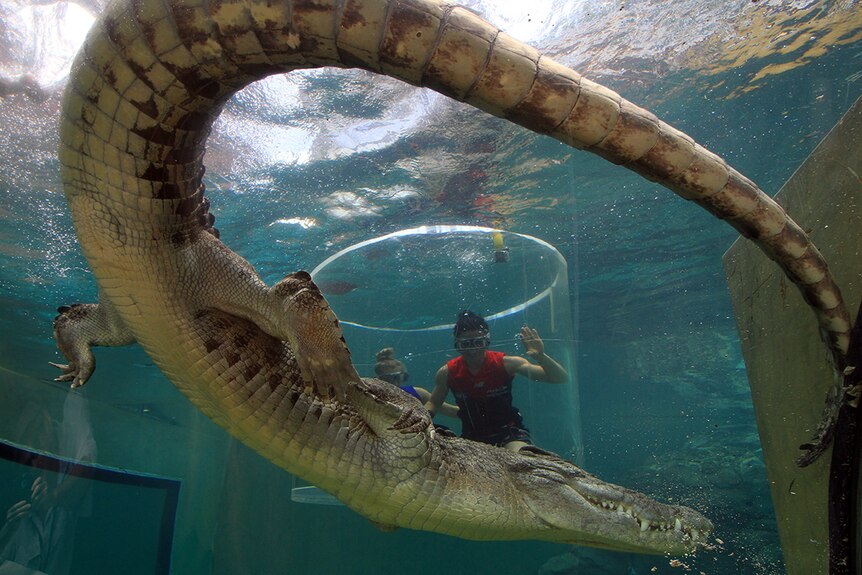 Saltwater crocodile Axel swims past footballers Katie Brennan and Melissa Hickey