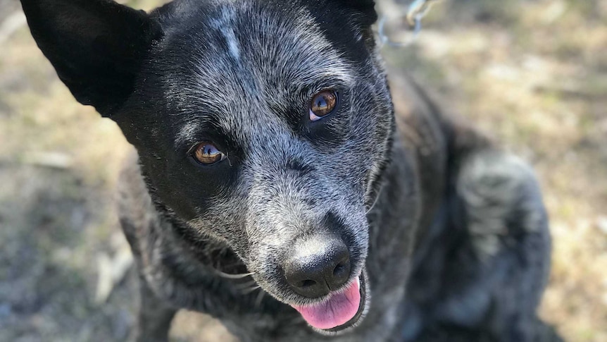 Shadow, a stumpy-tailed heeler sits and looks up at the camera.