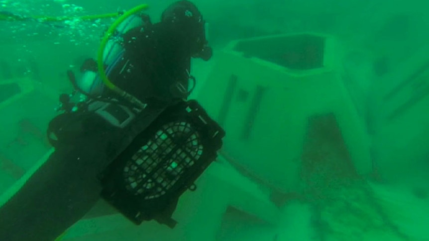 An abalone diver carries a cage of juveniles into a WA ocean farm in Flinders Bay, near Augusta.