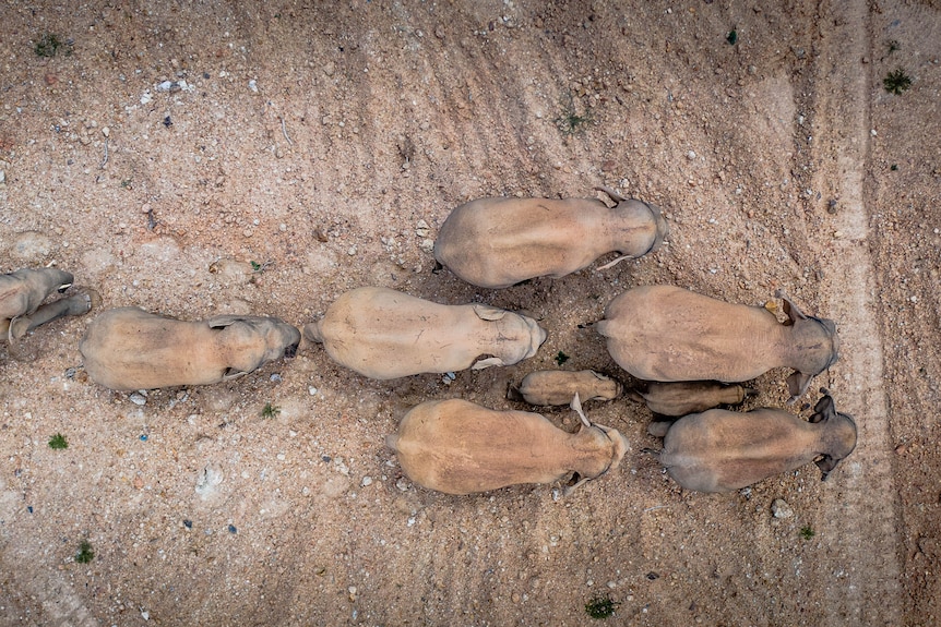 A group of elephants walking down a dusty plain shot from above by a drain