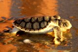 A flatback turtle on a Darwin beach