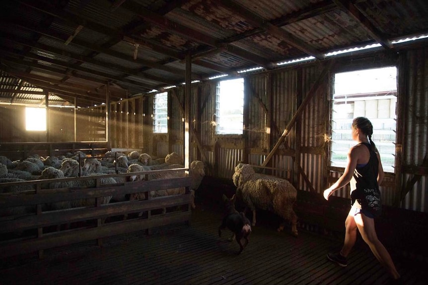 A young woman shearer walks towards the sheep penned up.