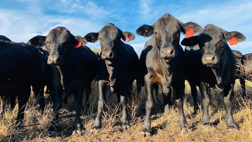 Stud cattle