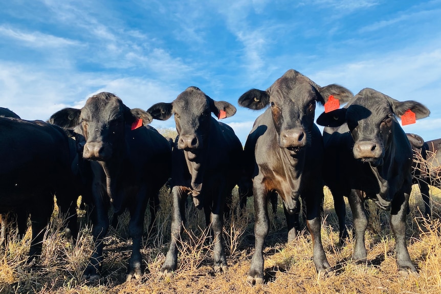 Bovins noirs avec des étiquettes d'oreille alignées les unes à côté des autres