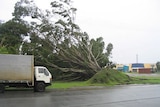 Damage following cyclone Larry in Bungalow Park Cairns