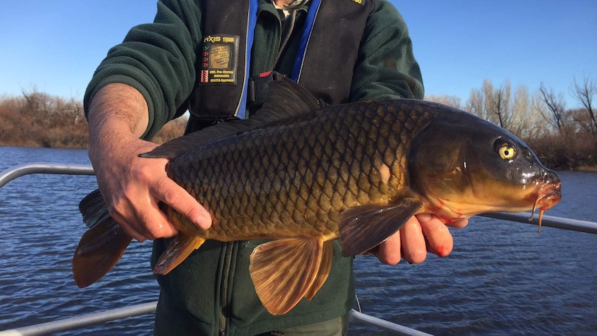 A man holding out a European carp.