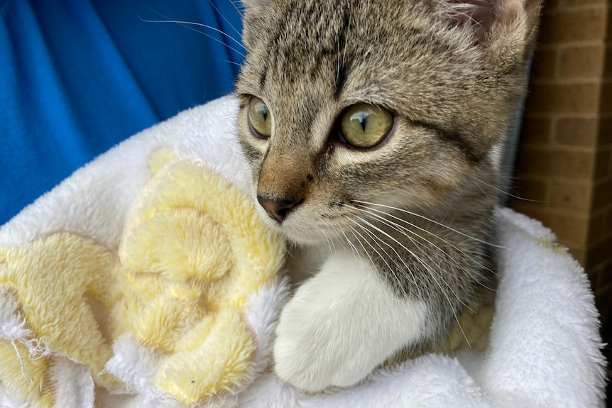 A grey kitten with white paws.