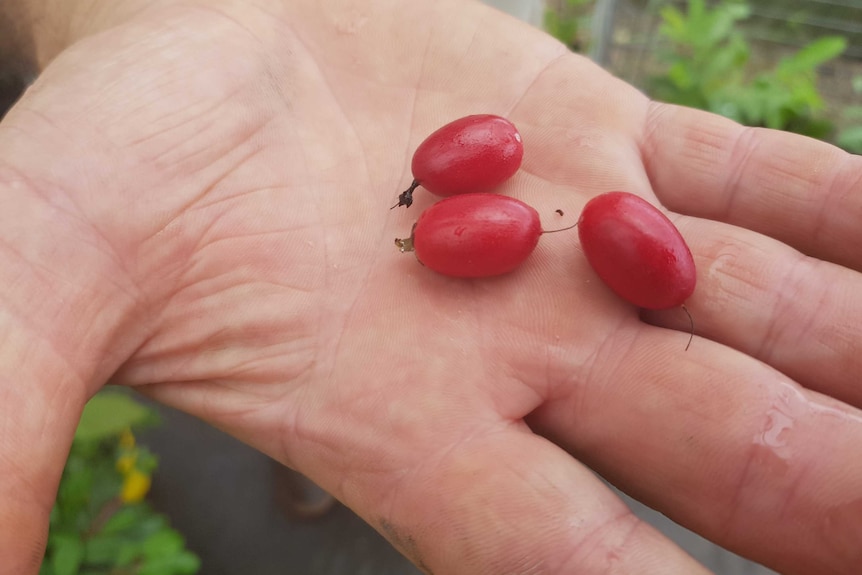 A hand held out palm up, with three small red berries in the palm.