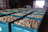 Freshly-picked ginger from north Queensland