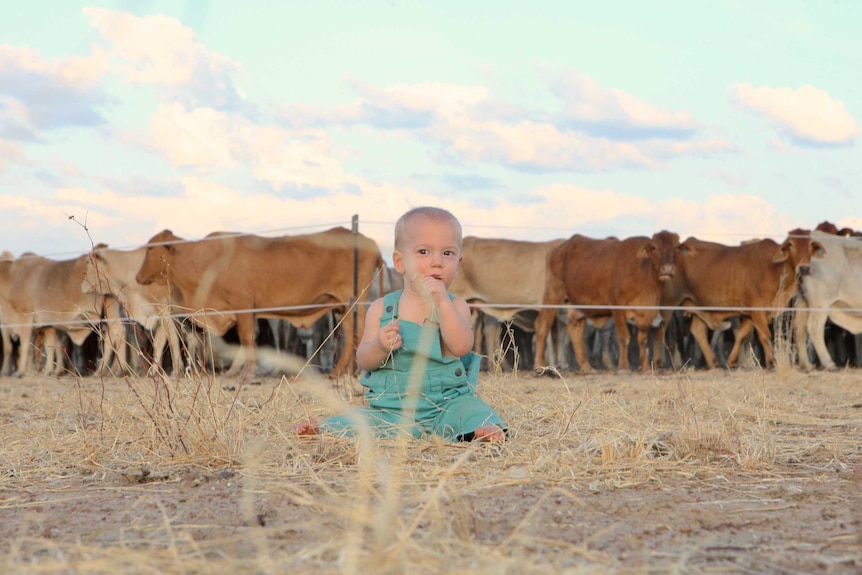 Baby Cash with cows