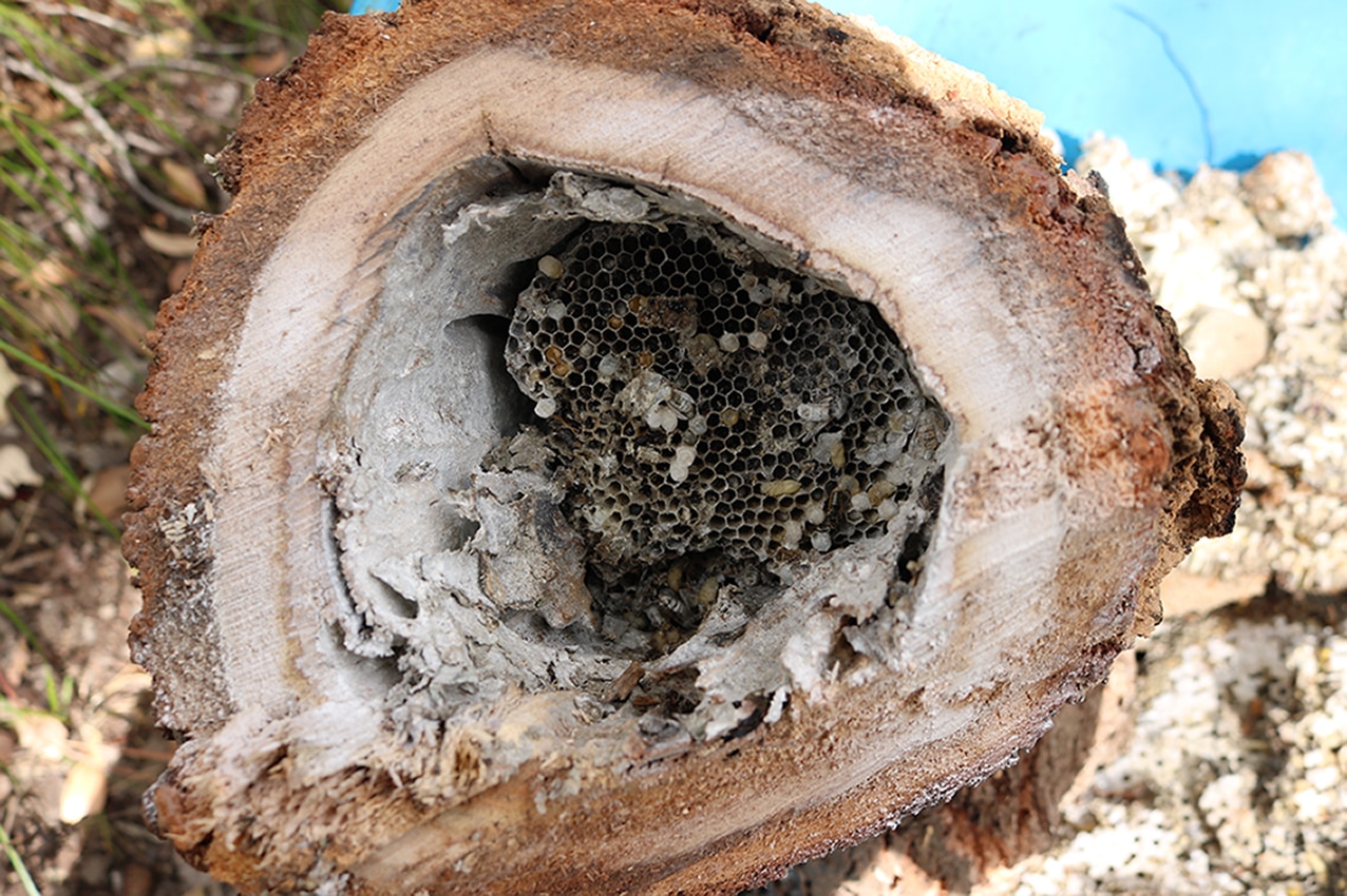 Large nest of invasive wasp species found in WA suburb