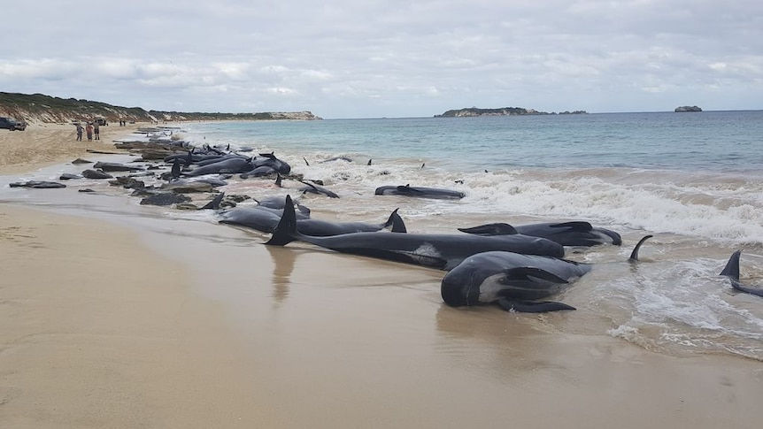 Dozens of whales stranded at Hamelin Bay