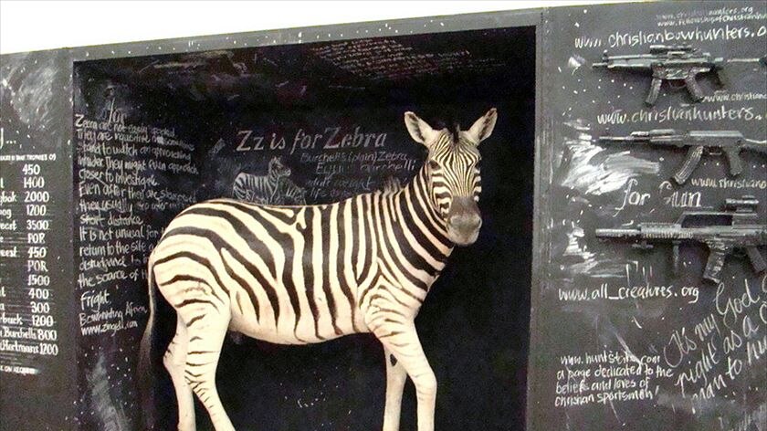 Zebra, one of the taxidermy animals that make up Rod McRae's Wunderkammer exhibit at Warrnambool.