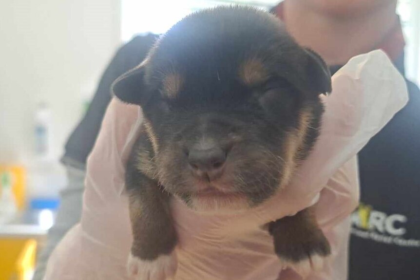 a gloved hand holds a small, two-day-old puppy