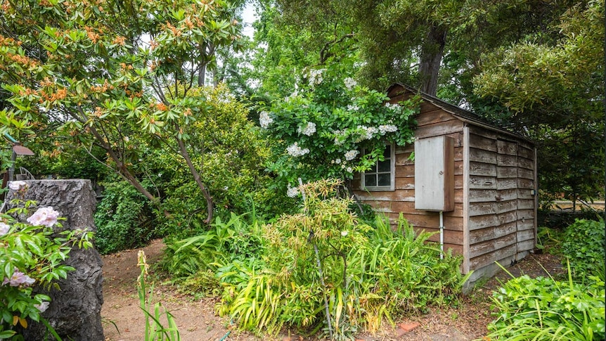 A shed is almost overgrown by trees and plants in a garden.