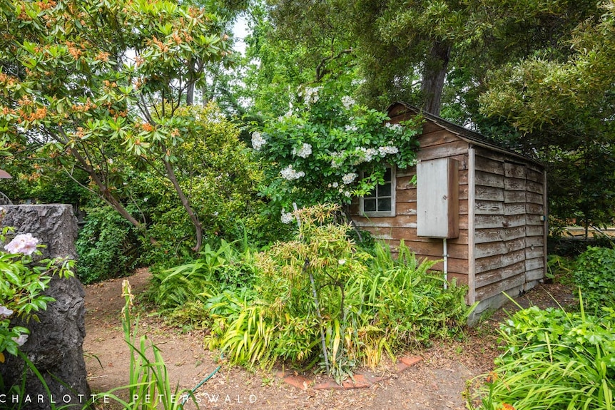 A shed is almost overgrown by trees and plants in a garden.