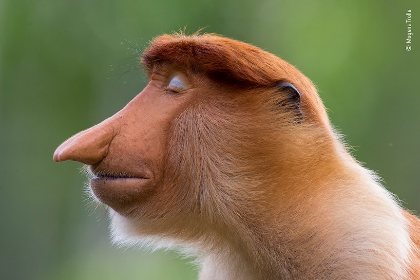 A young male proboscis monkey cocks his head slightly and closes his eyes.
