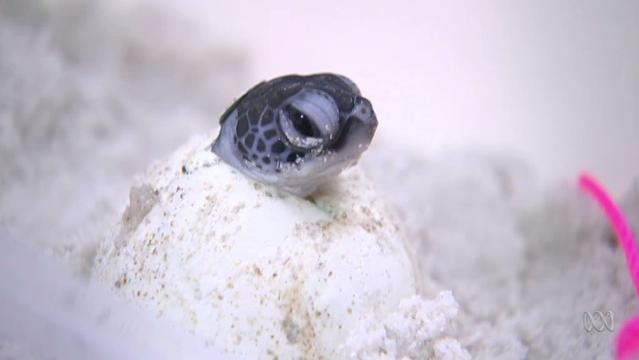 A baby turtle pokes its head out of an egg