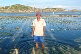 Daniel Sanda stands ankle-deep in his seaweed farm