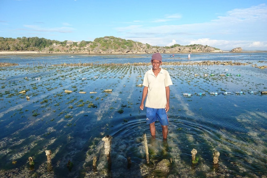 Daniel Sanda stands ankle-deep in his seaweed farm