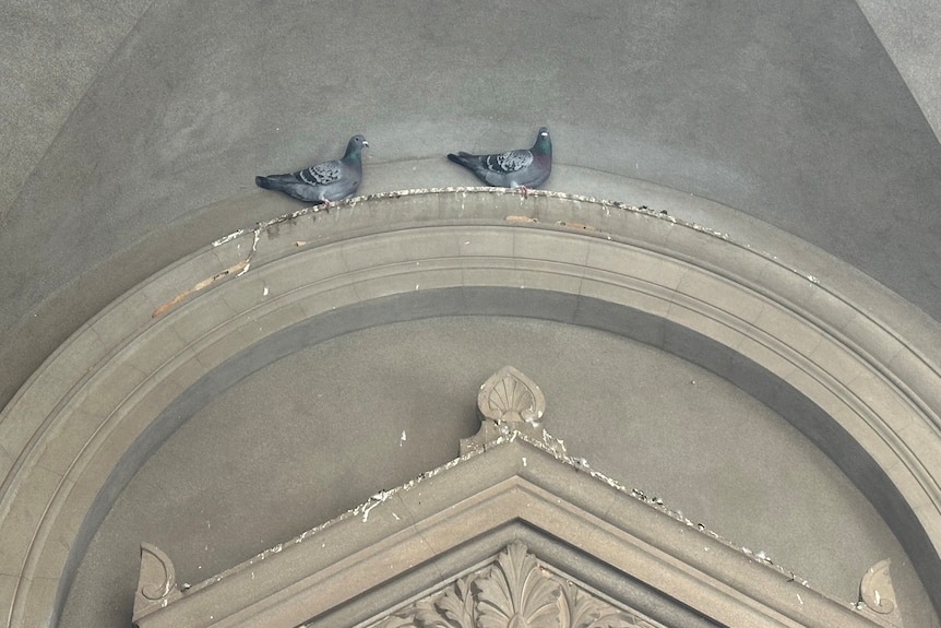Two pigeons standing on an arched ledge of an old building that is covered in bird poo.