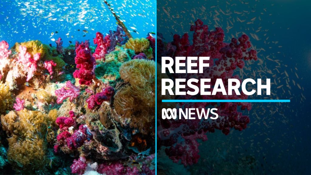 Mass Coral Spawning Event To Encourage Great Barrier Reef Restoration ...