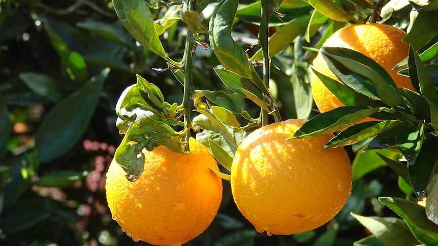 Juicy oranges hanging on after a spring shower.
