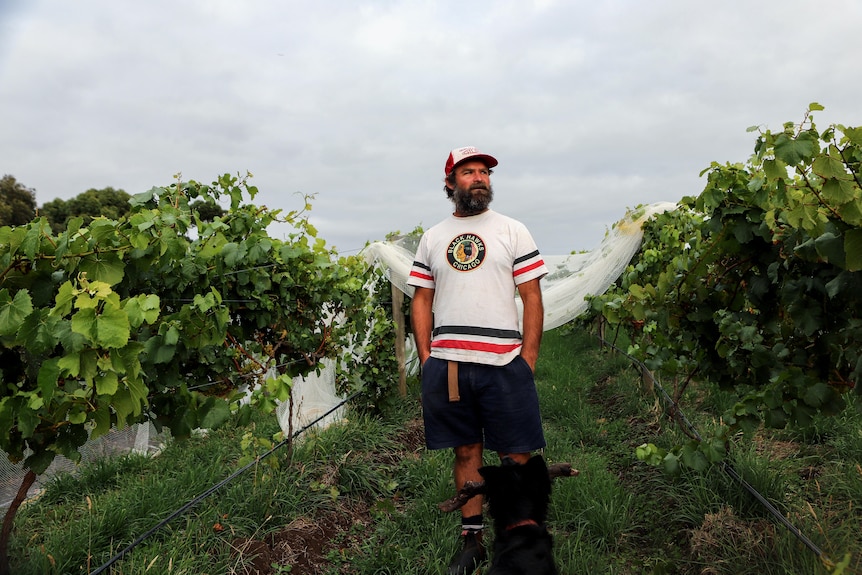 Man wearing shorts t-shirt and hat stands in vineyard with grey skies behind him