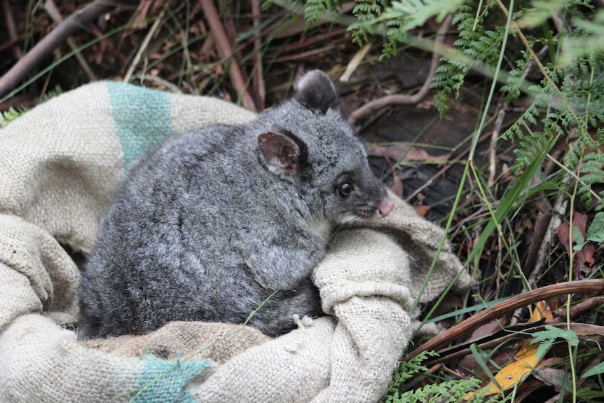 Possum exiting Sack