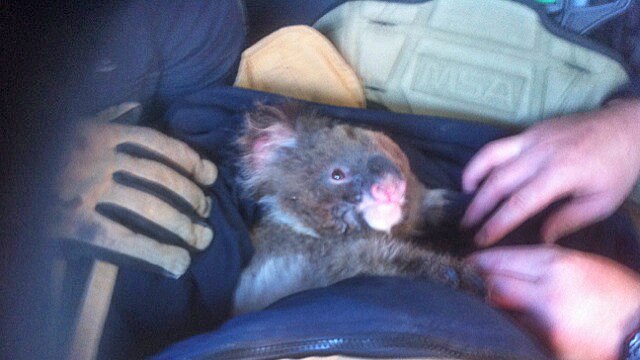 Carers have spent several weeks looking after animals caught up in the bushfires that ripped through the Hunter.