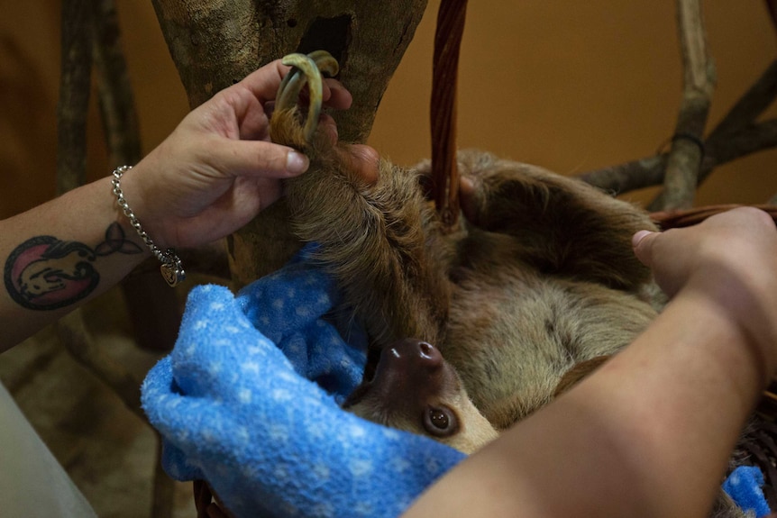 Sloth has claws that are curling in on themselves because of inbreeding.