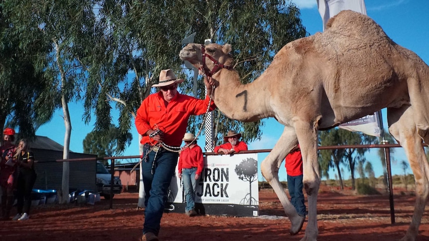 Camel Cup organiser Chris Hill with one of the racing camels at this year's event.
